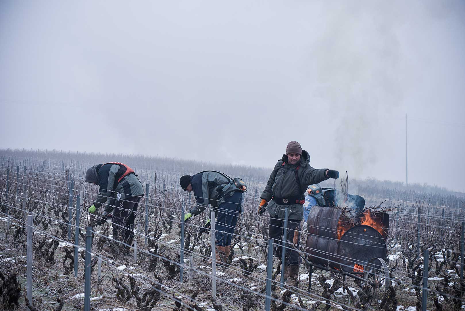 Beaujolais, hiver, brouillard, taille de la vigne, brulage des sarments, photo Emmanuel Perrin