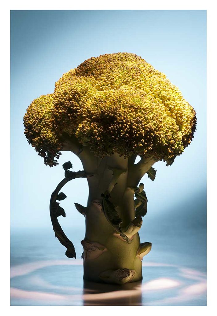 brocoli, bio, photo Emmanuel Perrin