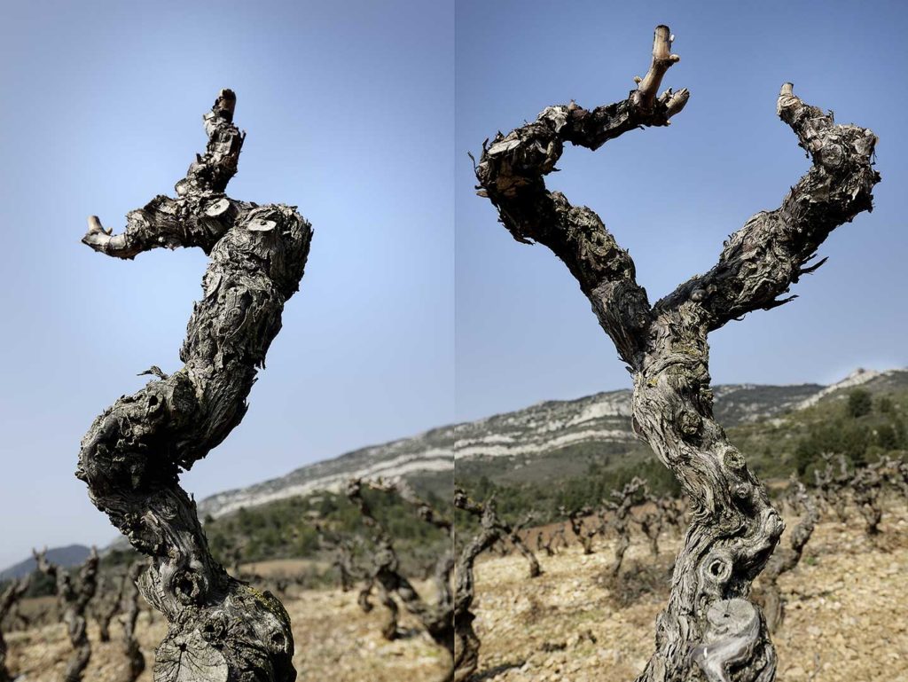 Corbières, cep, vigne, photo Emmanuel Perrin