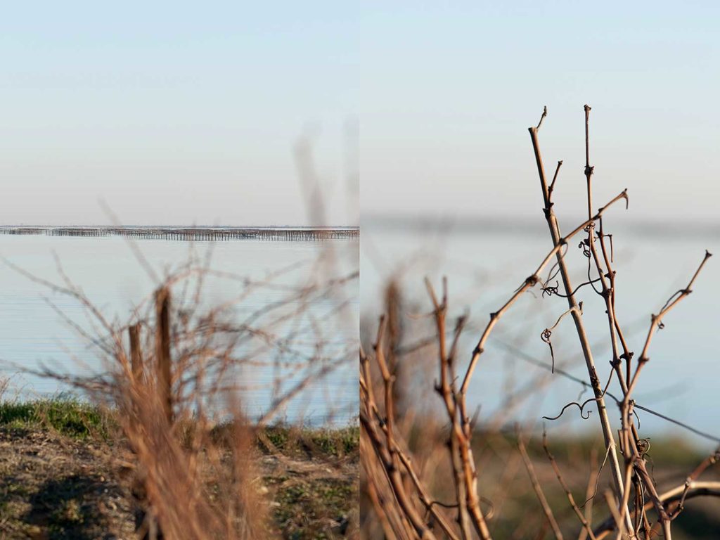 Picpoul, photo Emmanuel Perrin